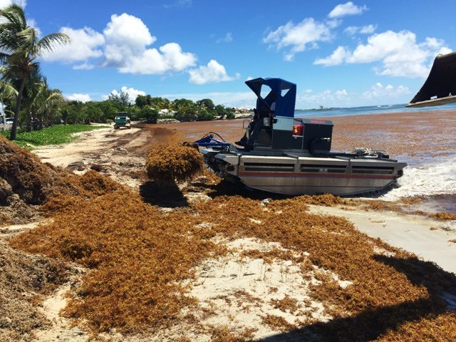 Le RAPTOR collecte les sargasses sur une plage en Guadeloupe